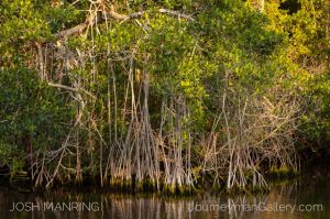 Josh Manring Photographer Decor Wall Art -  Florida Everglades -8.jpg